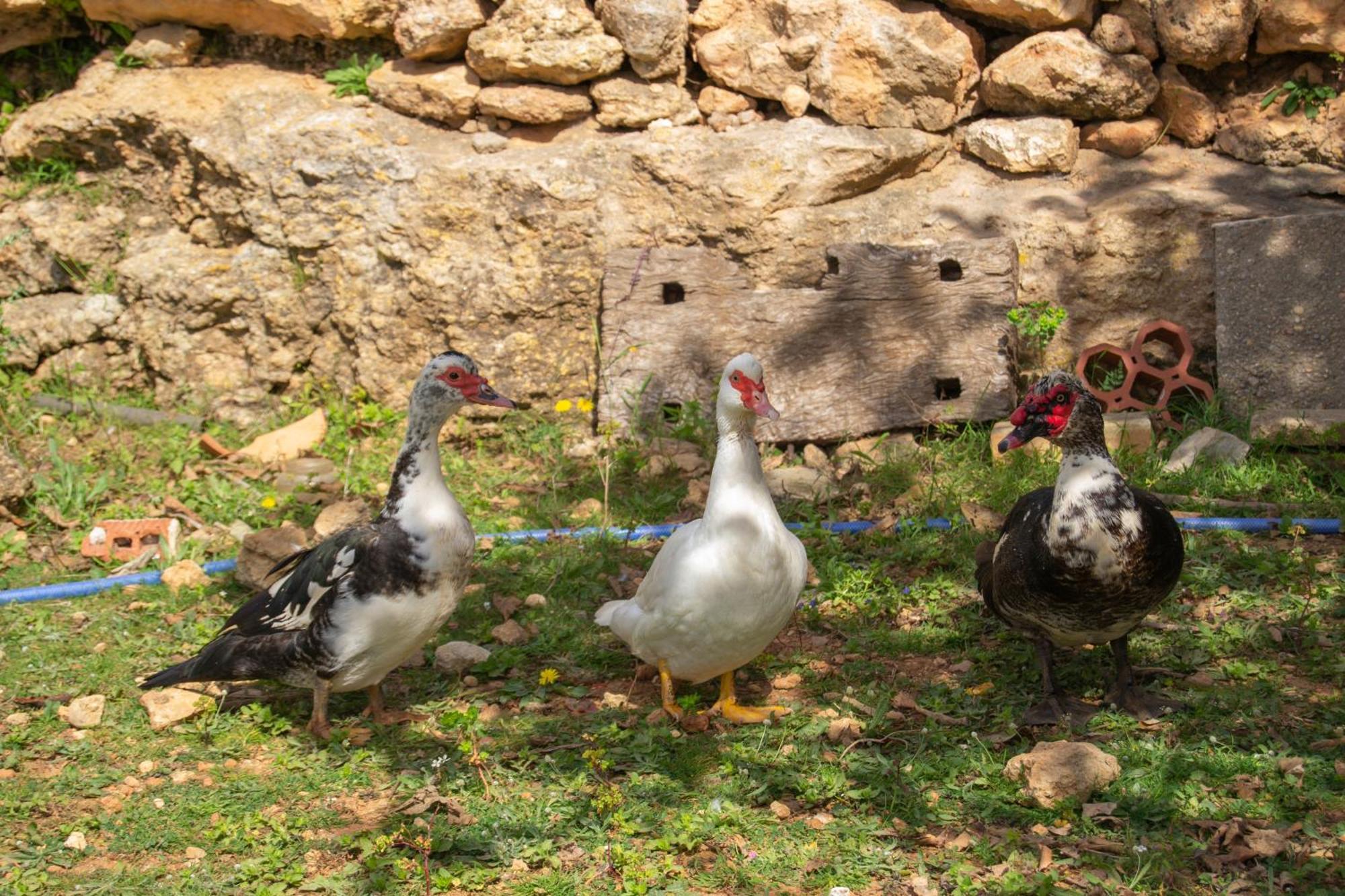 סאנט קארלס דה פראלטה Agroturismo Rural Can Prats מראה חיצוני תמונה