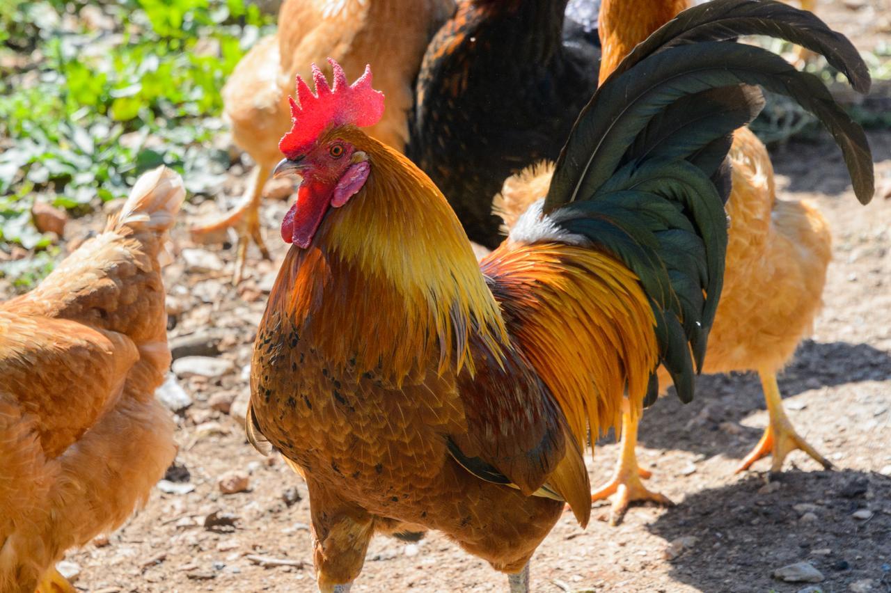 סאנט קארלס דה פראלטה Agroturismo Rural Can Prats מראה חיצוני תמונה